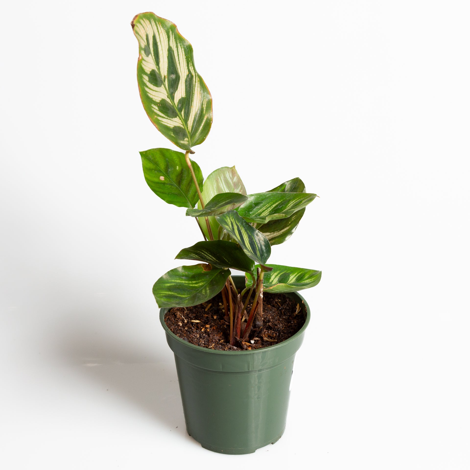 Calathea 'Peacock' 4" - Urban Sprouts