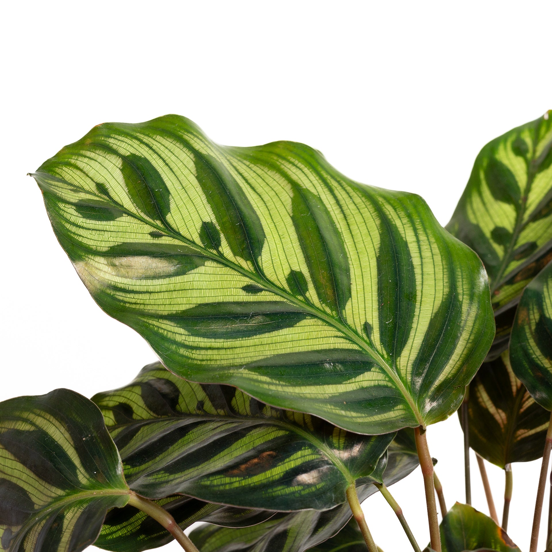 Calathea 'Peacock' 8" - Urban Sprouts