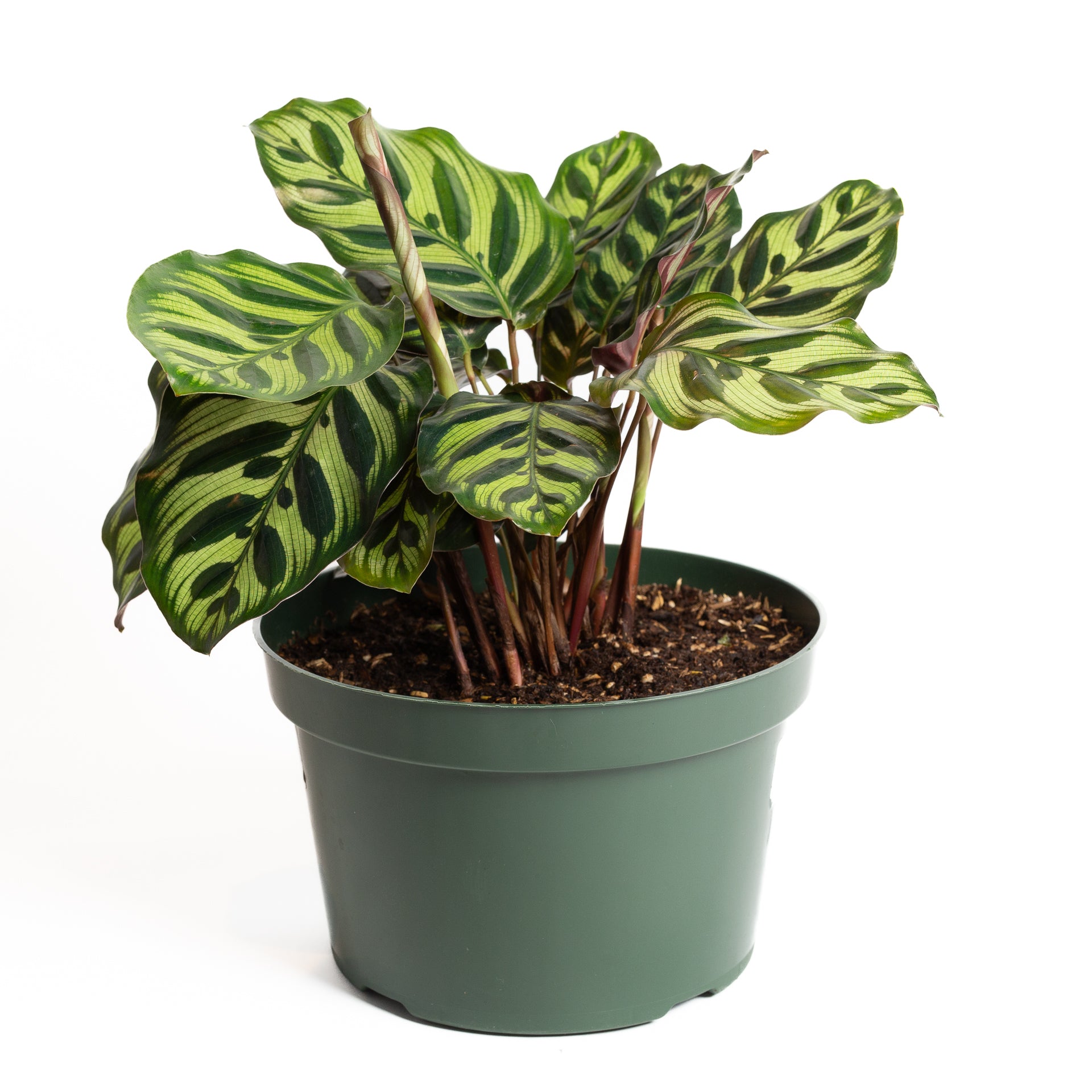 Calathea 'Peacock' 8" - Urban Sprouts