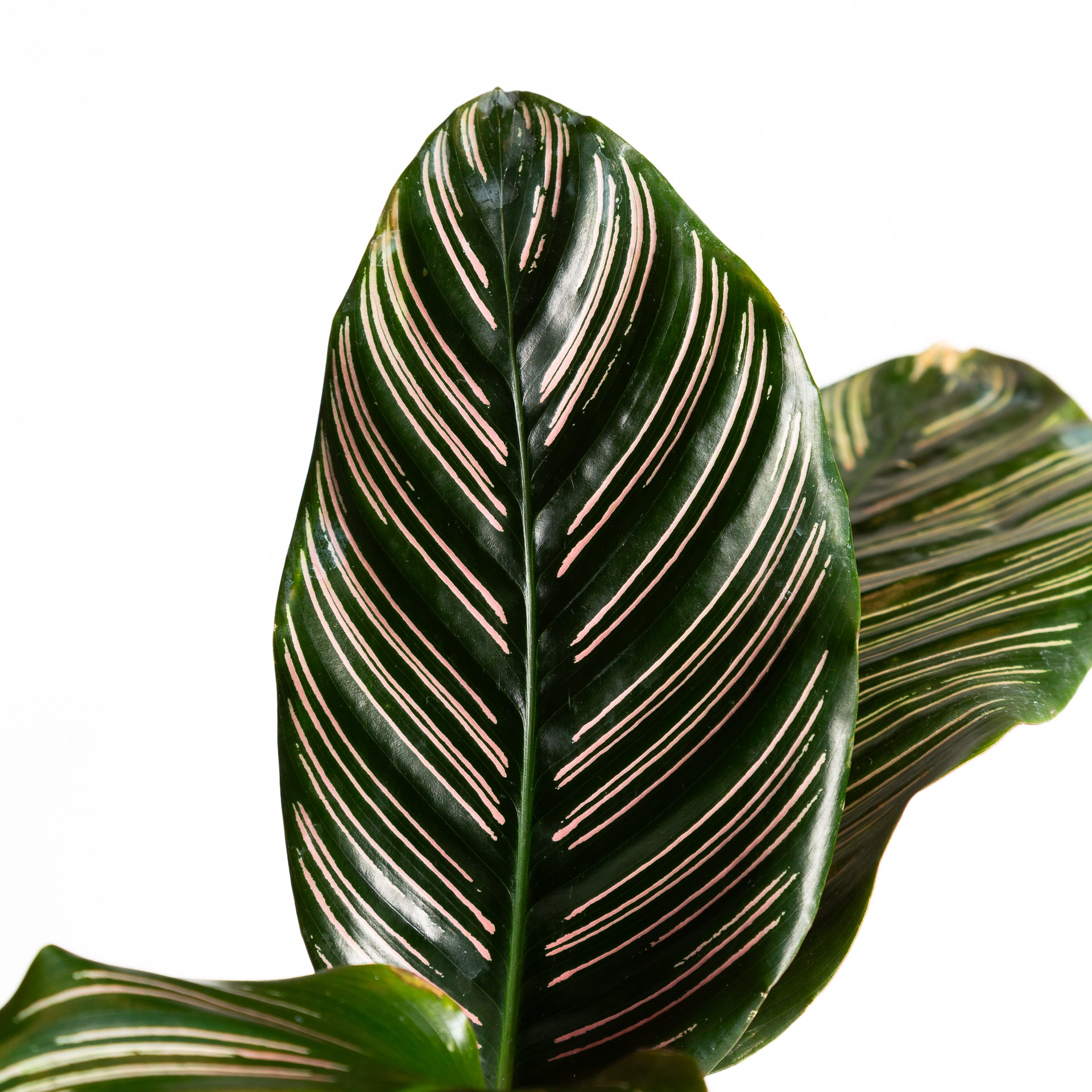 Calathea 'Pinstripe' 8" - Urban Sprouts