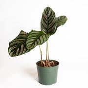 Calathea 'Pinstripe' 8" - Urban Sprouts