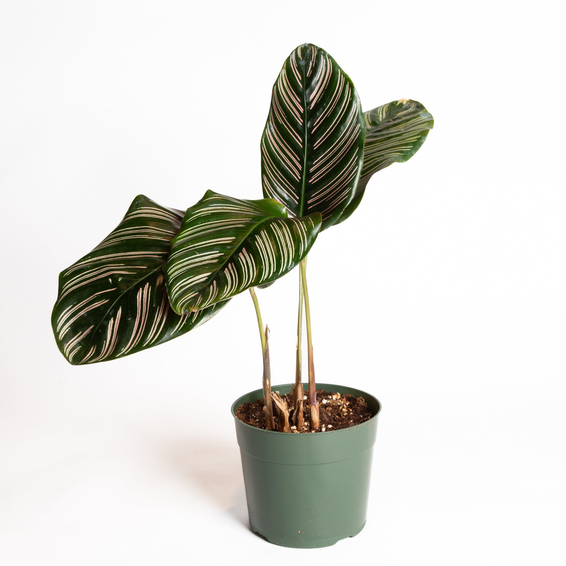 Calathea 'Pinstripe' 8" - Urban Sprouts
