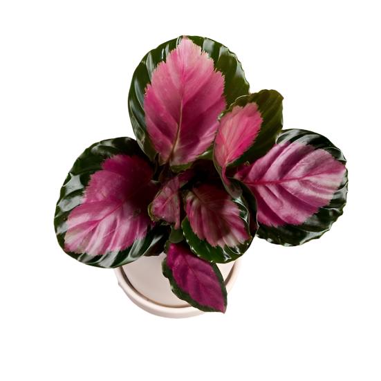 Calathea 'Rosy' - Urban Sprouts
