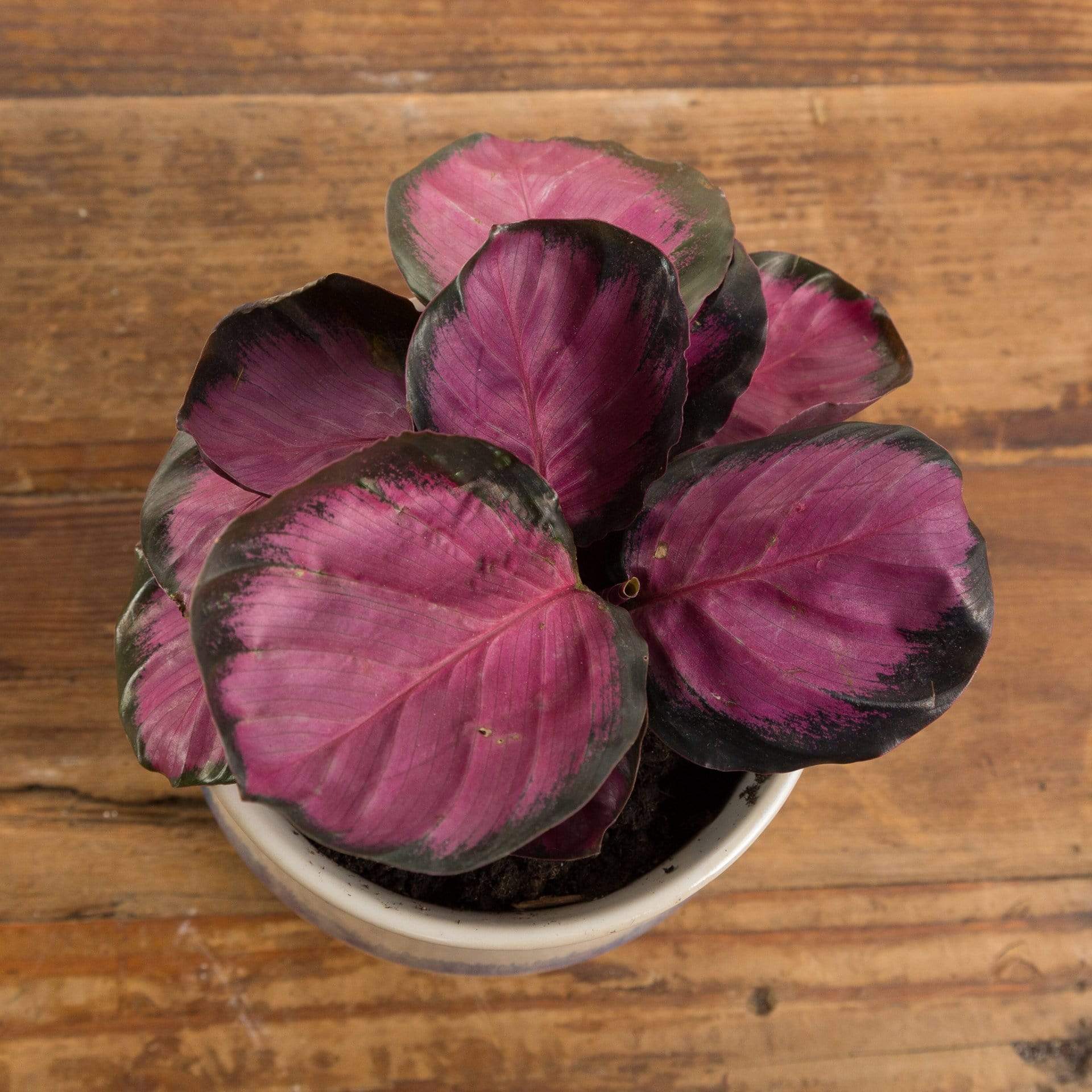 Calathea 'Rosy' - Urban Sprouts