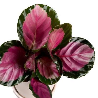 Calathea 'Rosy' 4" - Urban Sprouts
