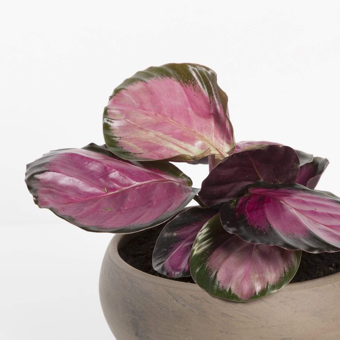 Calathea 'Rosy' - Urban Sprouts