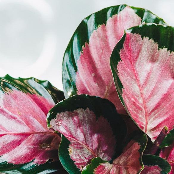 Calathea 'Rosy' 6" - Urban Sprouts