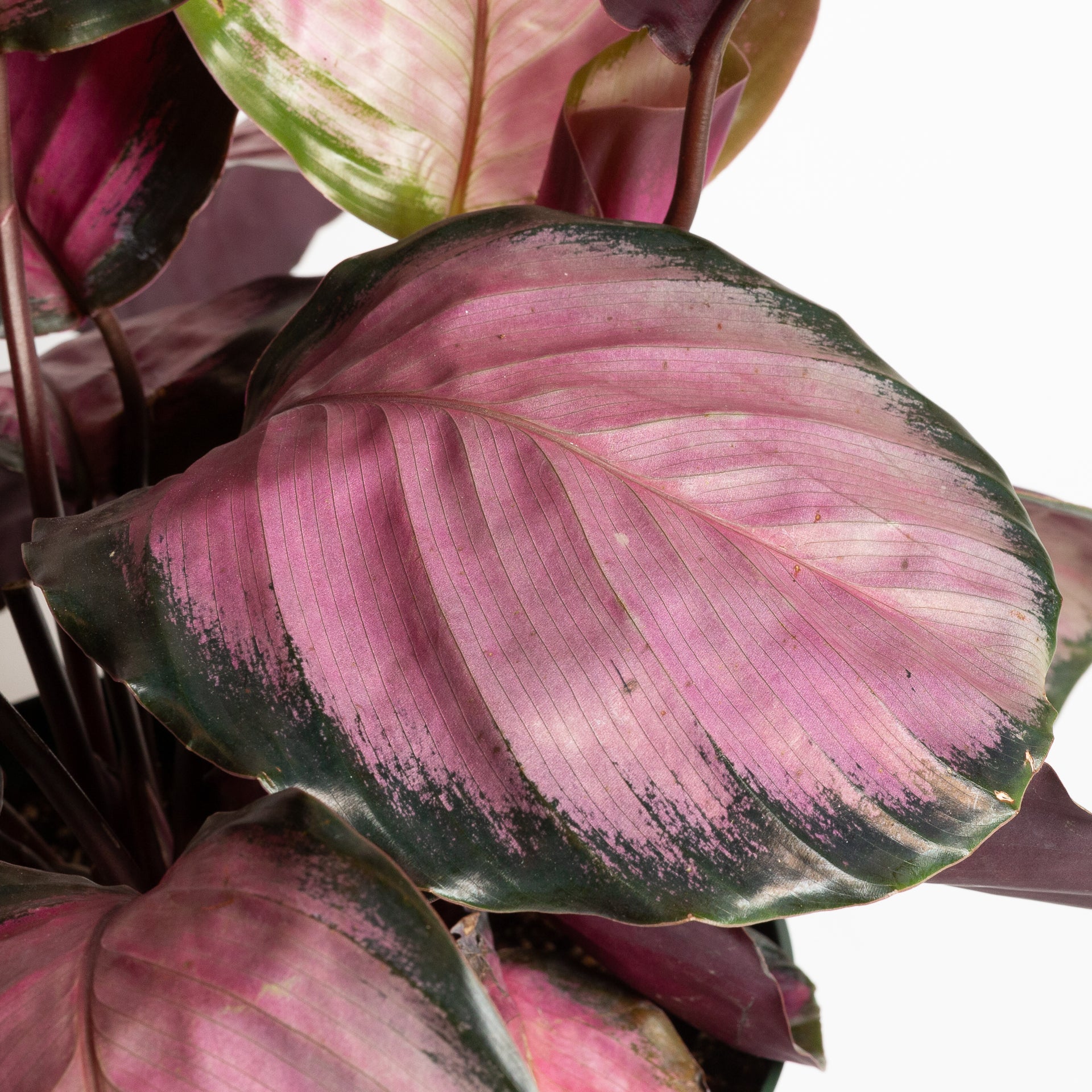 Calathea 'Rosy' 8" - Urban Sprouts