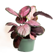 Calathea 'Rosy' 8" - Urban Sprouts