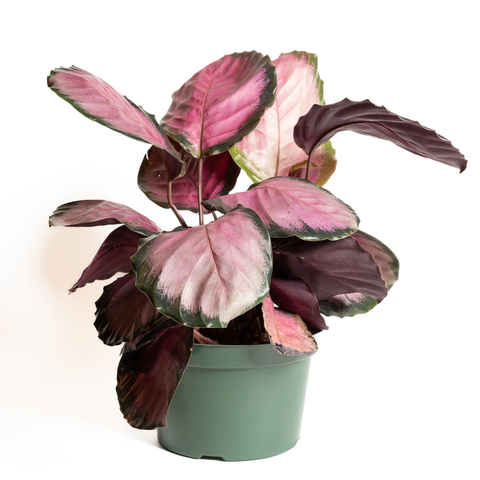 Calathea 'Rosy' 8" - Urban Sprouts