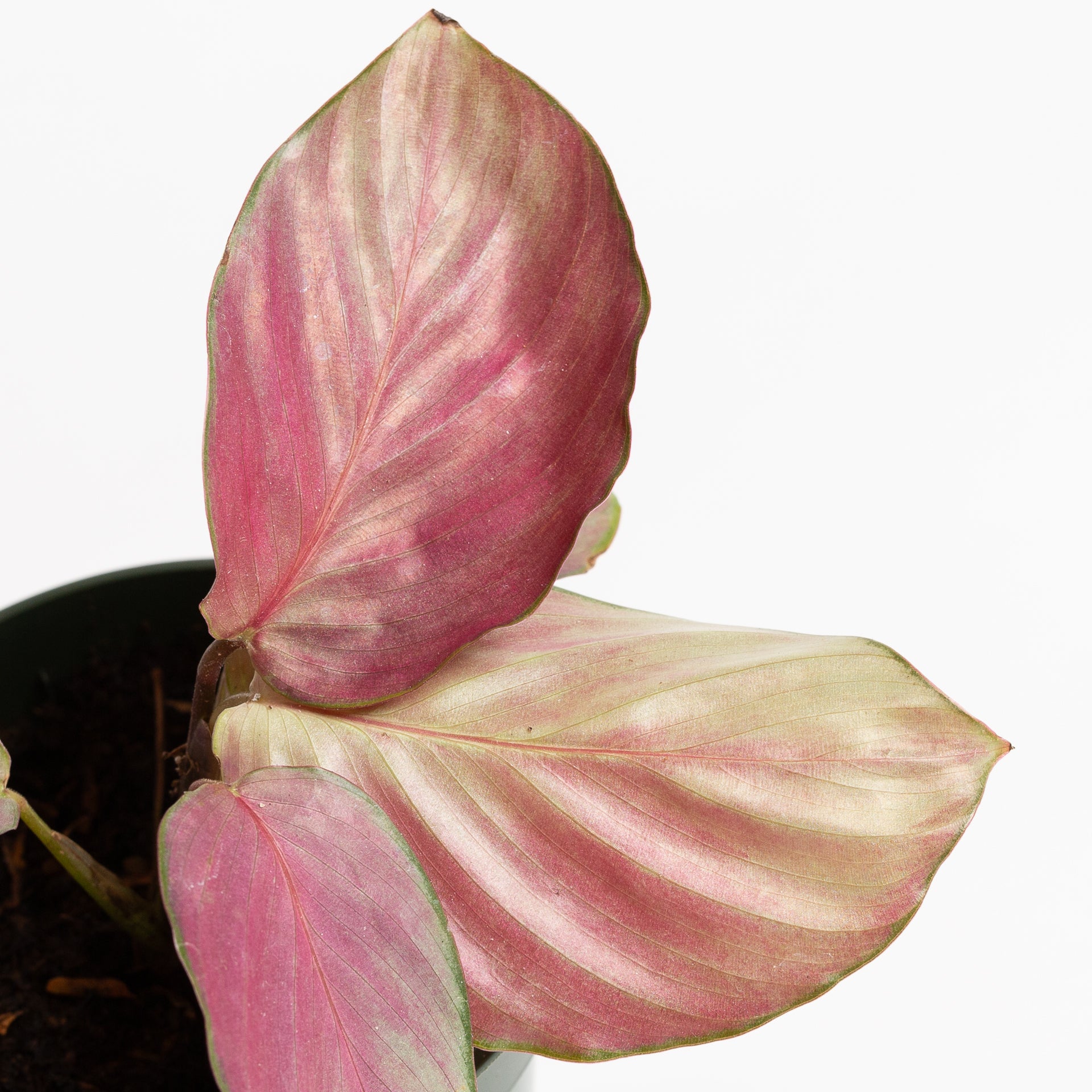 Calathea 'Silver Plate' 4" - Urban Sprouts