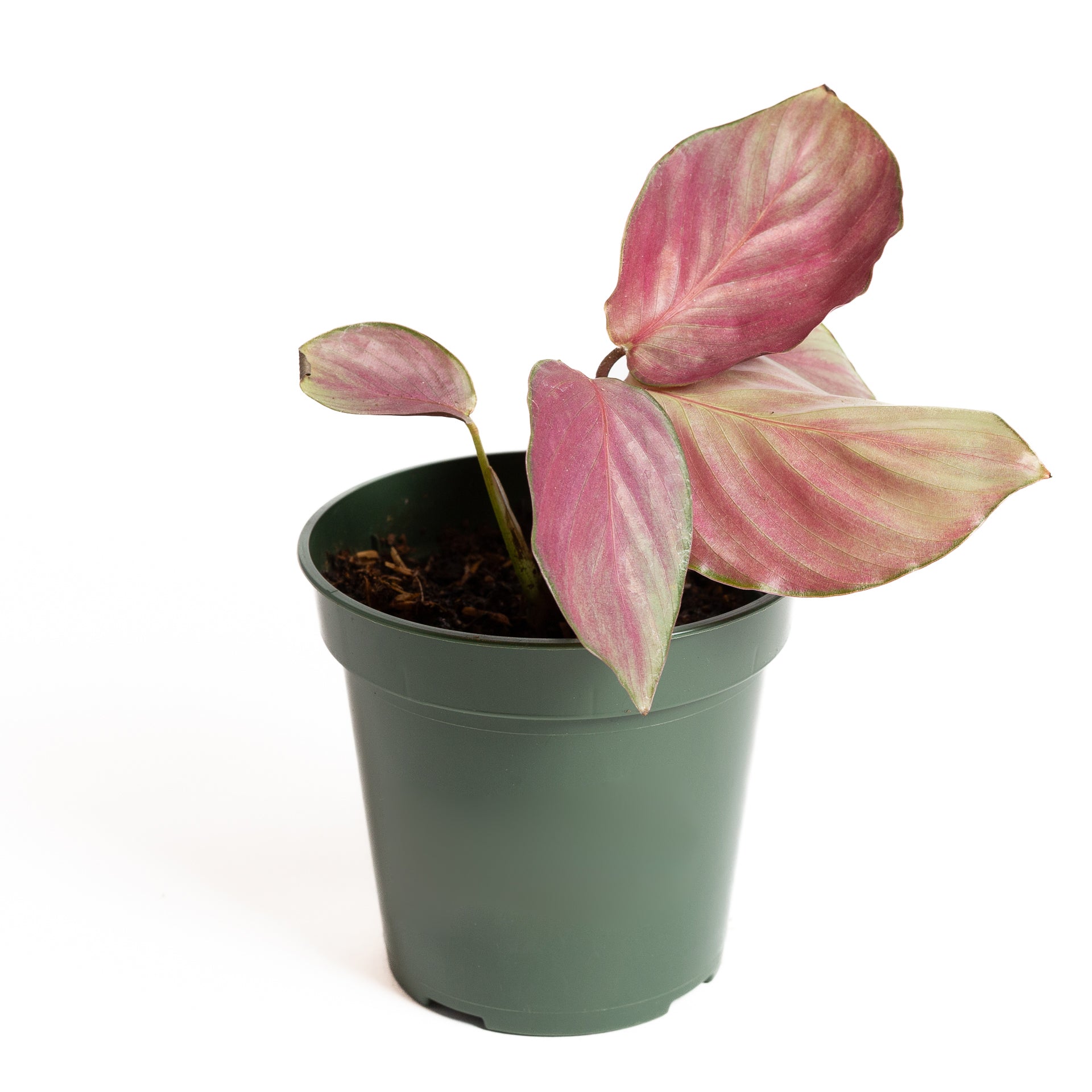 Calathea 'Silver Plate' 4" - Urban Sprouts