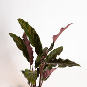 Calathea 'Velvet' 6" - Urban Sprouts