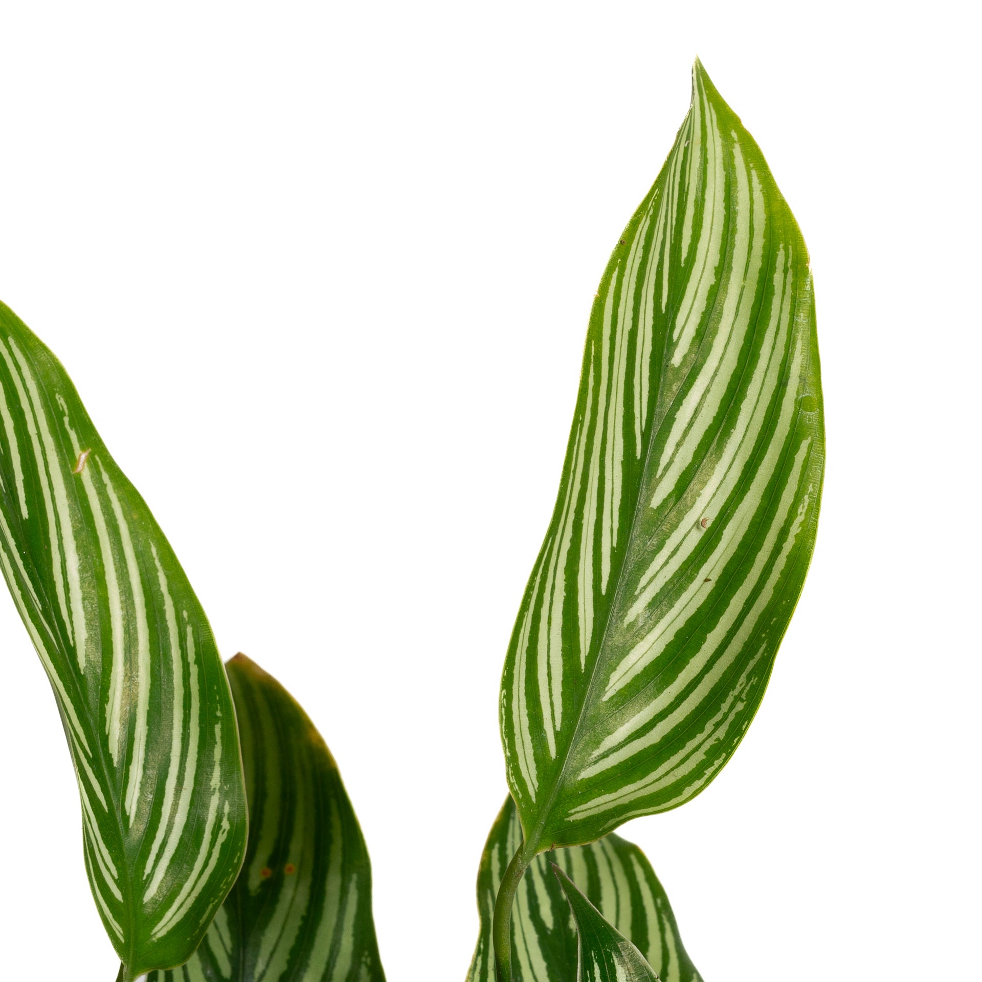 Calathea 'Vittata' 6" - Urban Sprouts