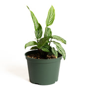 Calathea 'Vittata' 6" - Urban Sprouts