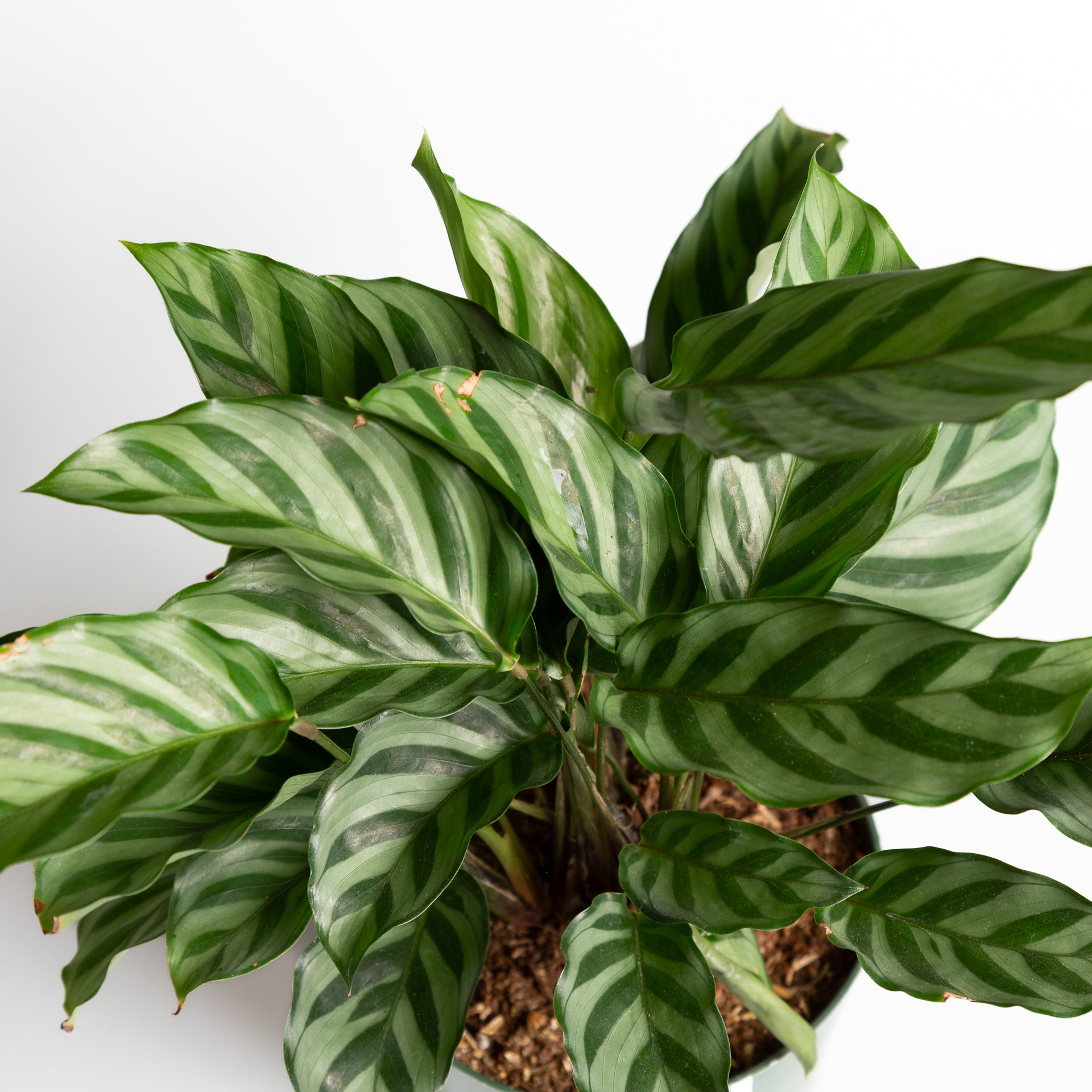 Calathea 'Freddie' 6" - Urban Sprouts
