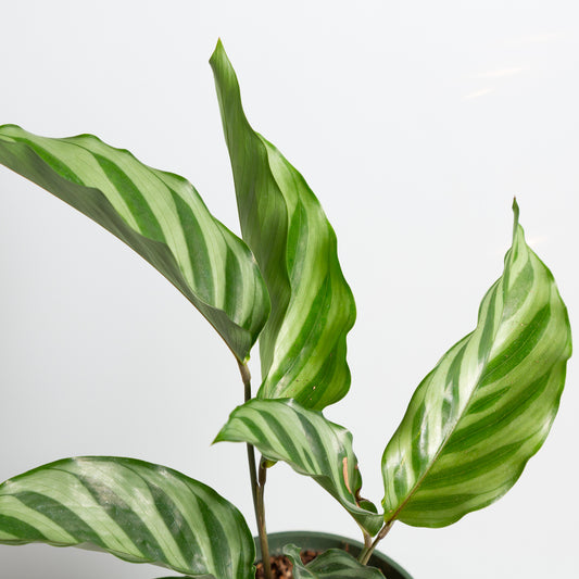 Calathea 'Freddie' 4" - Urban Sprouts