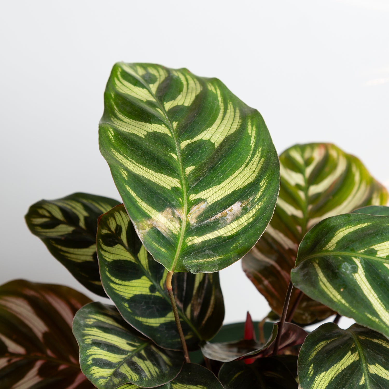 Calathea 'Peacock' 6"