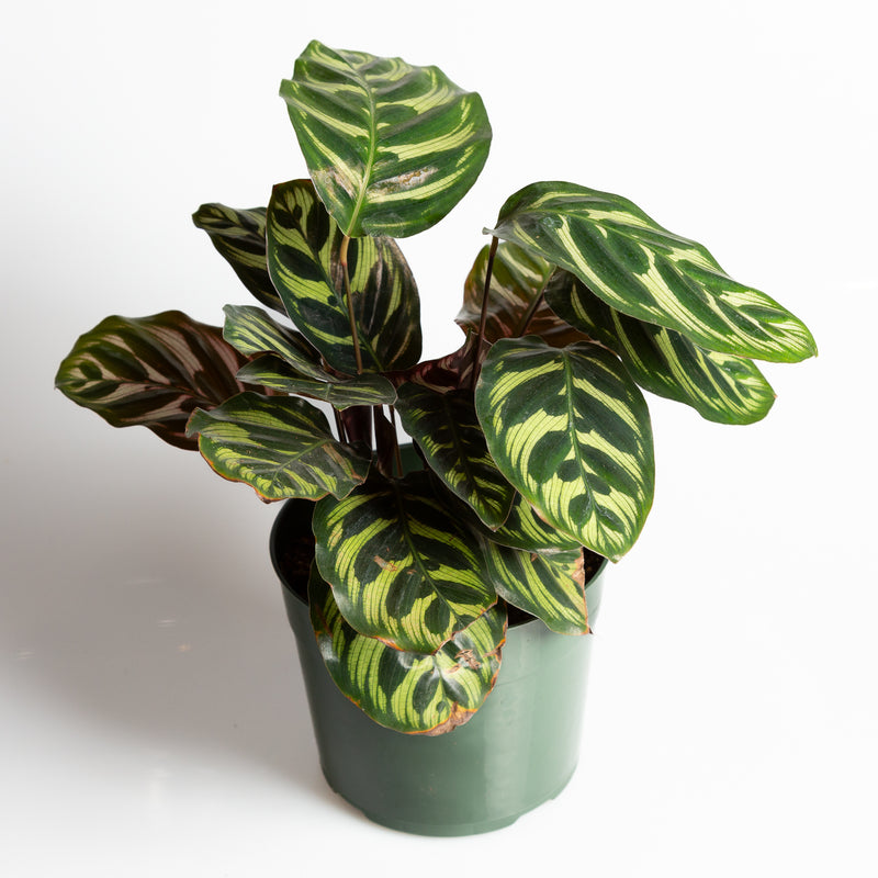 Calathea 'Peacock' 6"