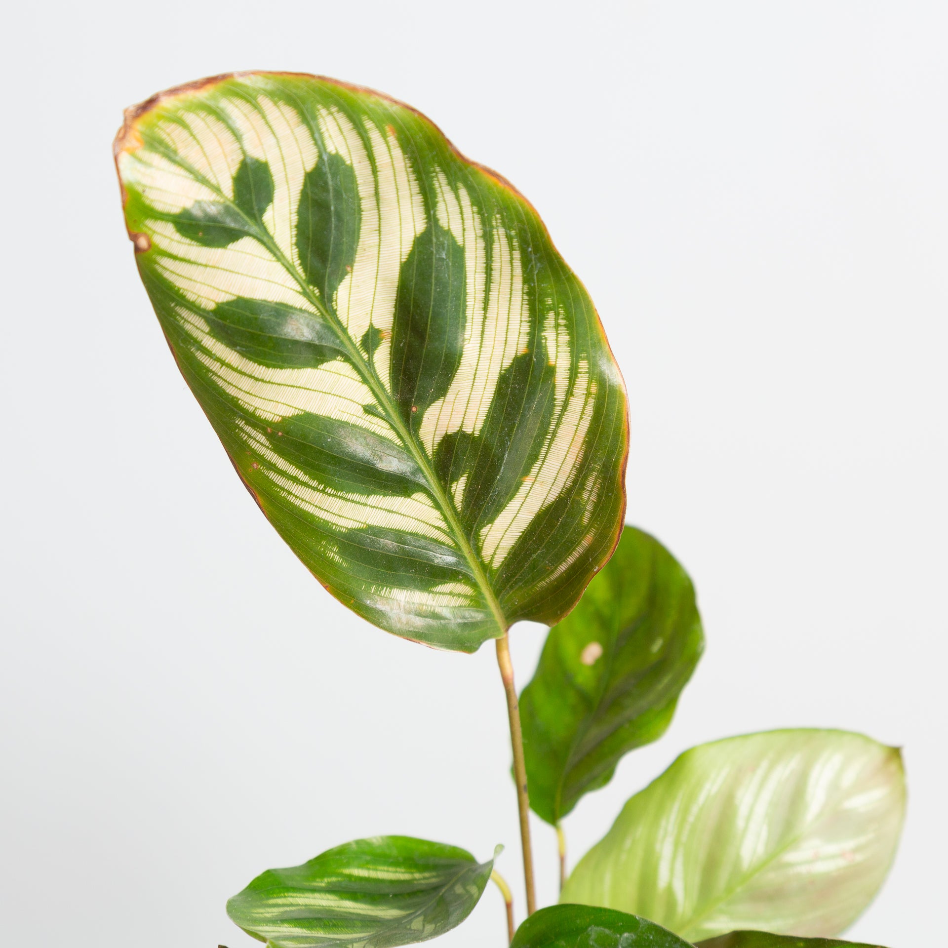 Calathea 'Peacock' 4" - Urban Sprouts