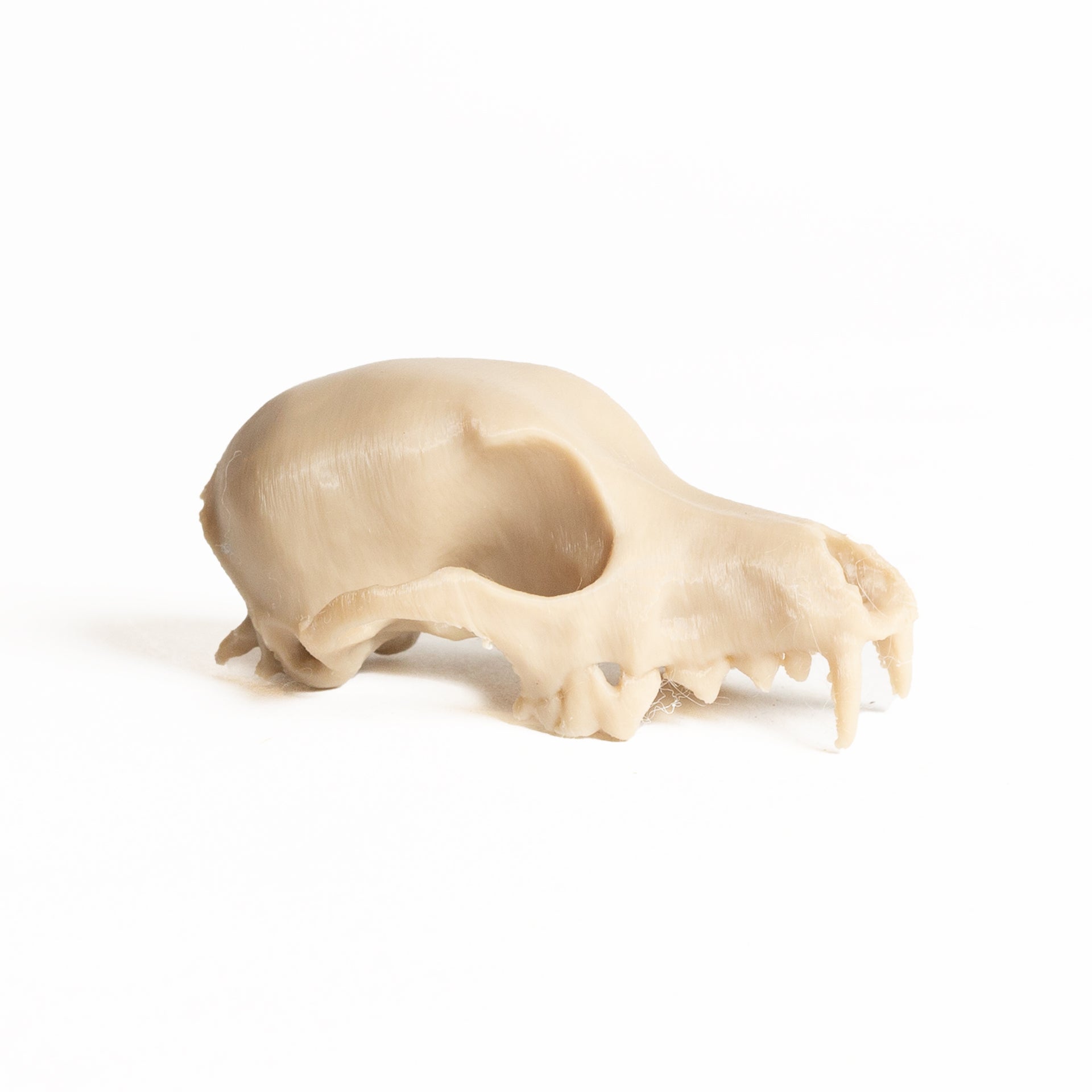 Small Canine Skull - Medium - Urban Sprouts