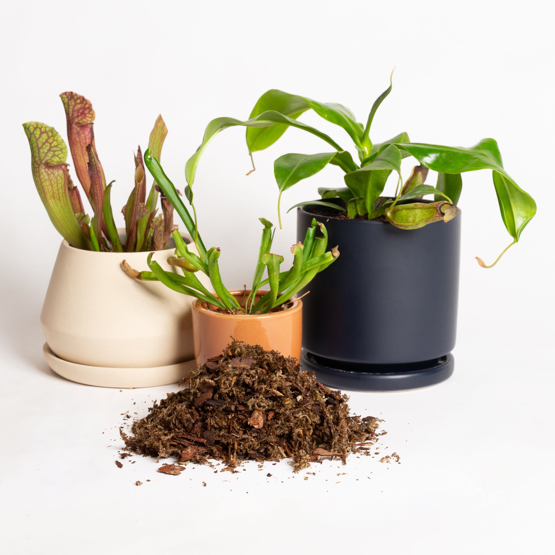 Carnivorous Blend - Specialty Soil - Urban Sprouts