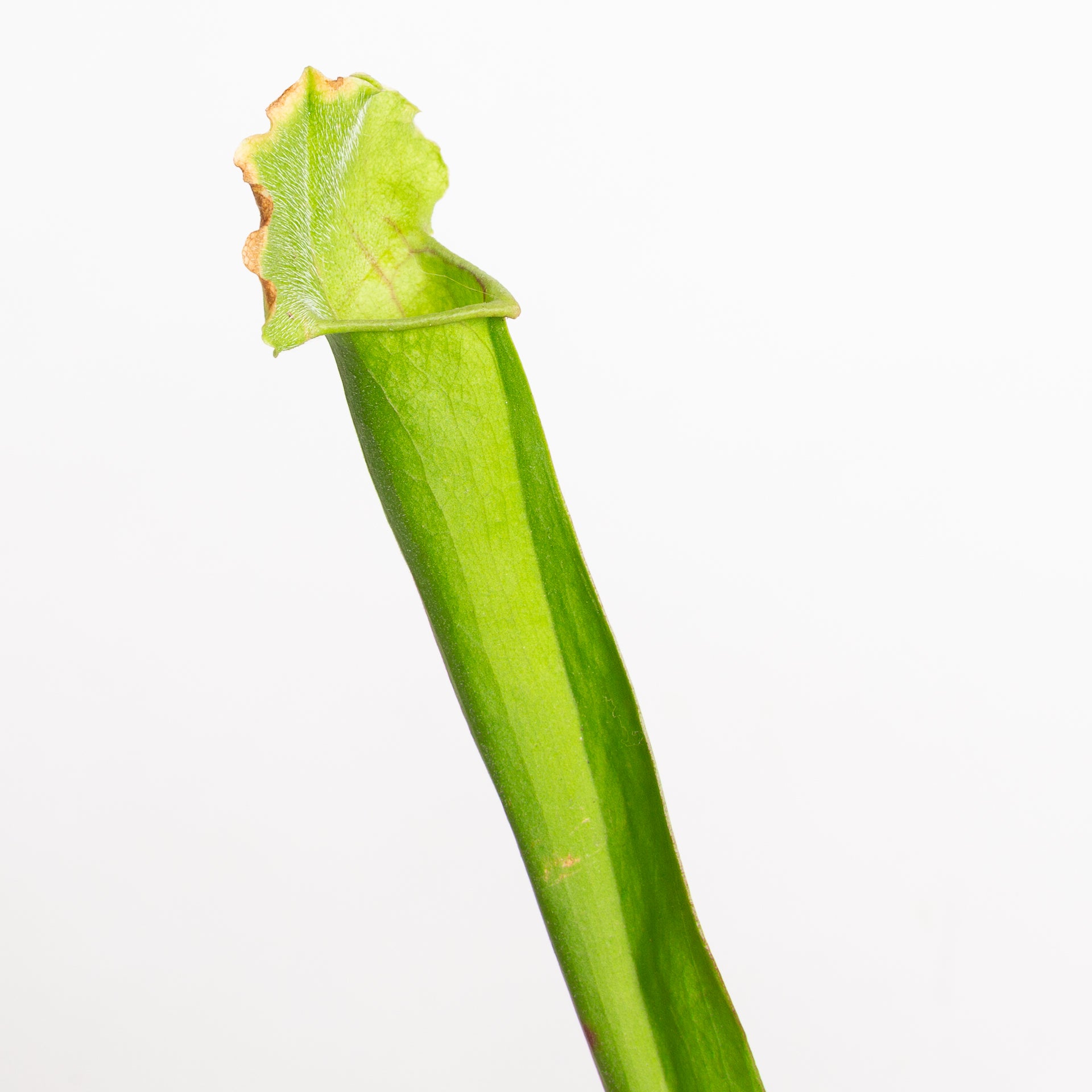 Carnivorous 'Meerkat Mob' Pitcher 4"