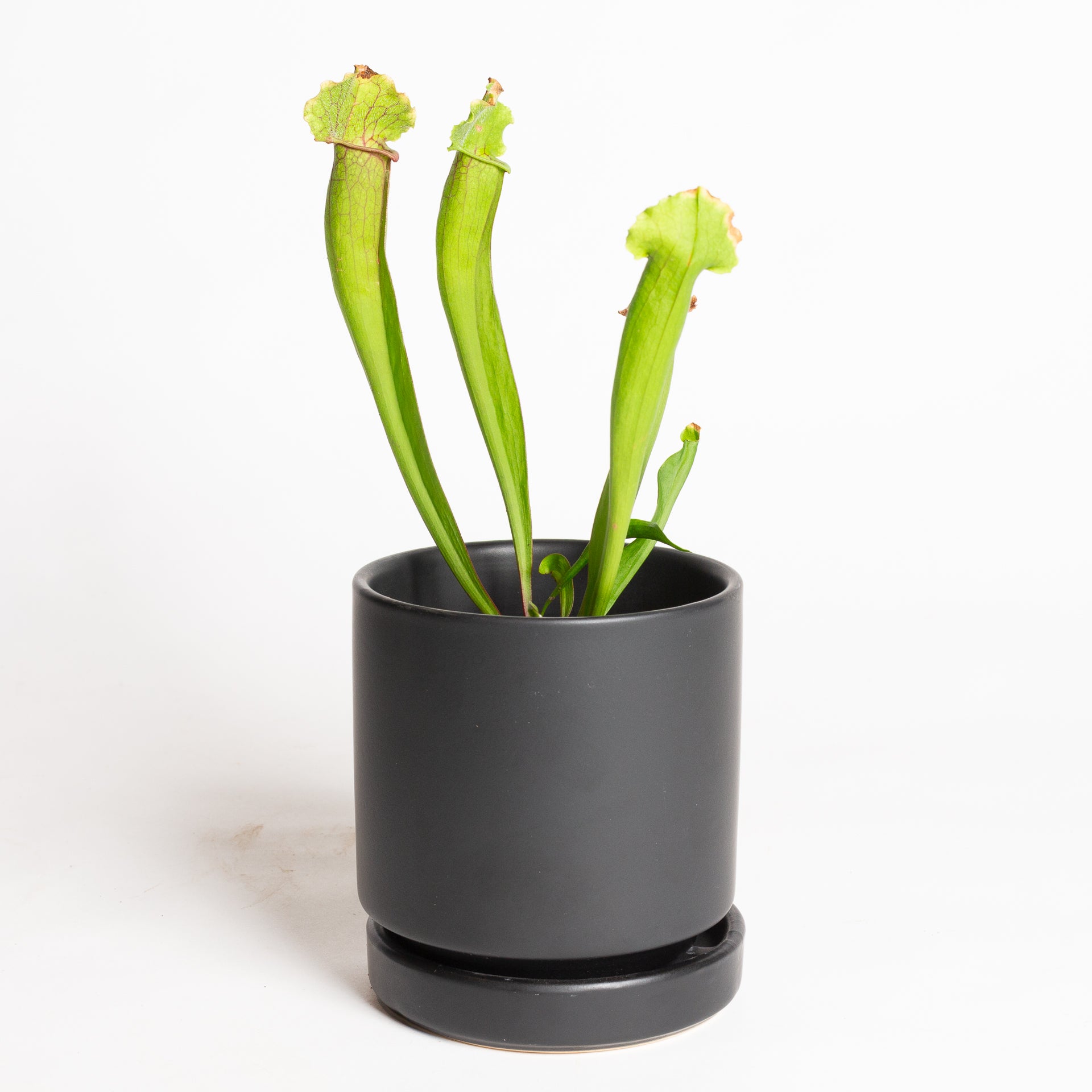 Carnivorous 'Meerkat Mob' Pitcher 4"