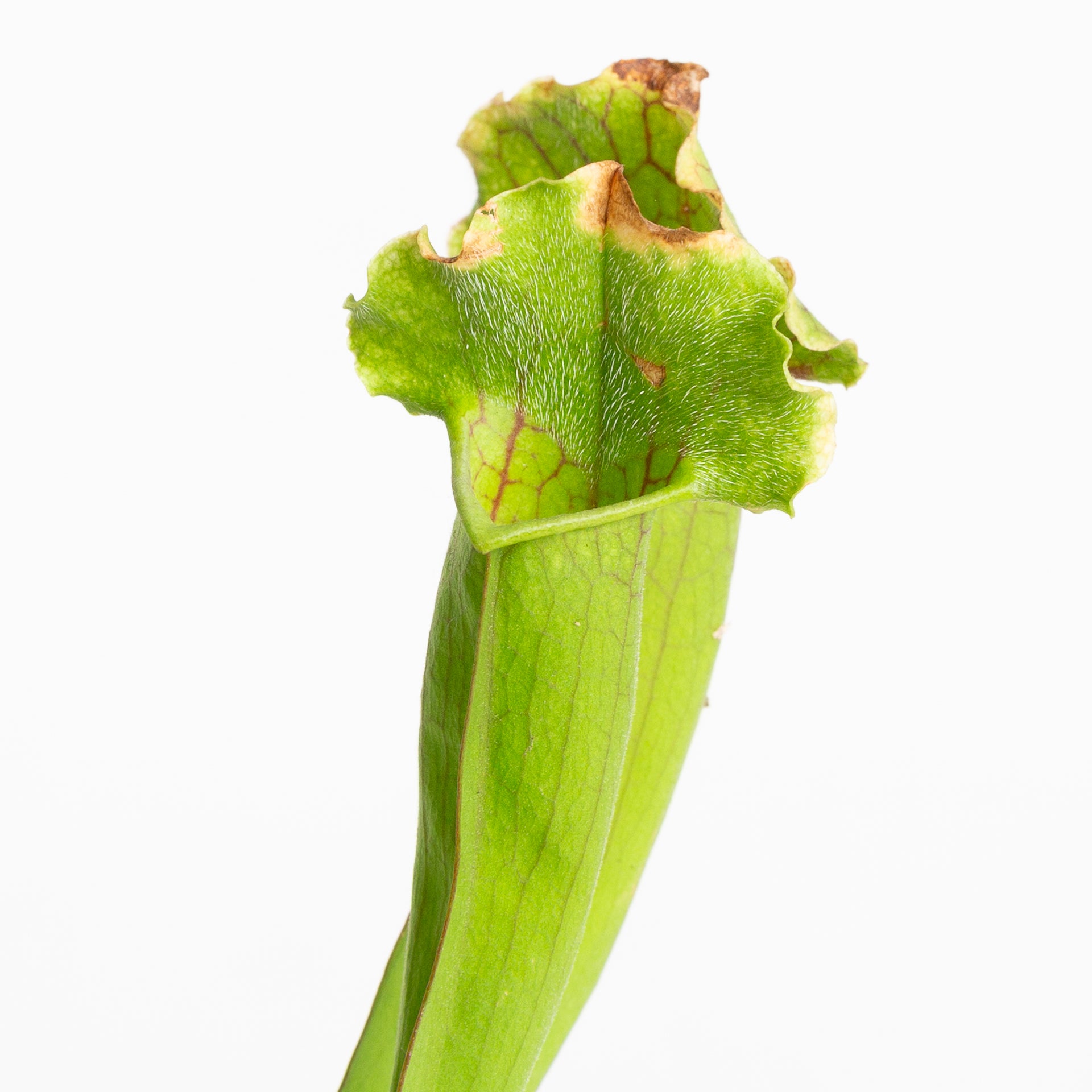 Carnivorous 'Meerkat Mob' Pitcher 4"