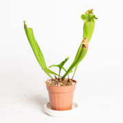 Carnivorous 'Meerkat Mob' Pitcher 4"