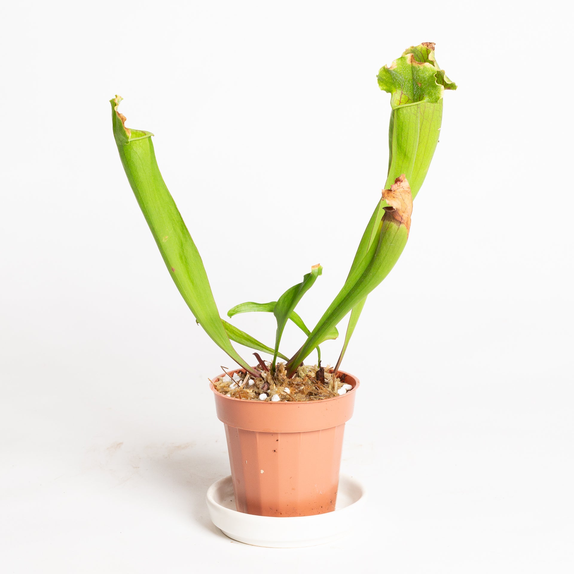 Carnivorous 'Meerkat Mob' Pitcher 4"