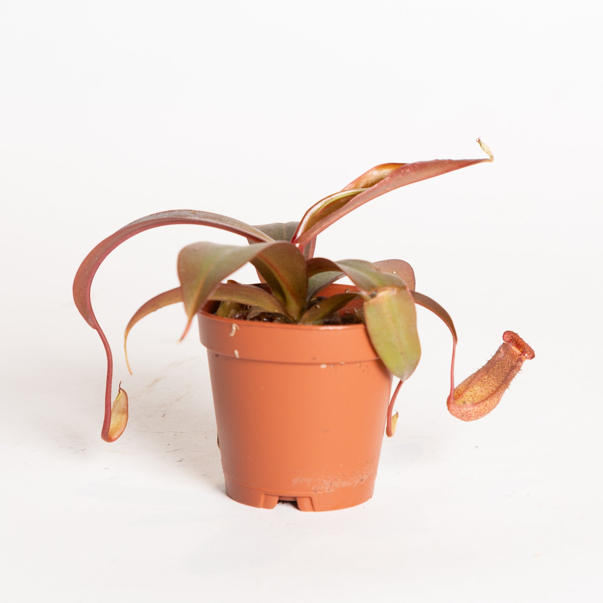 Carnivorous 'Monkey Pitcher' 2