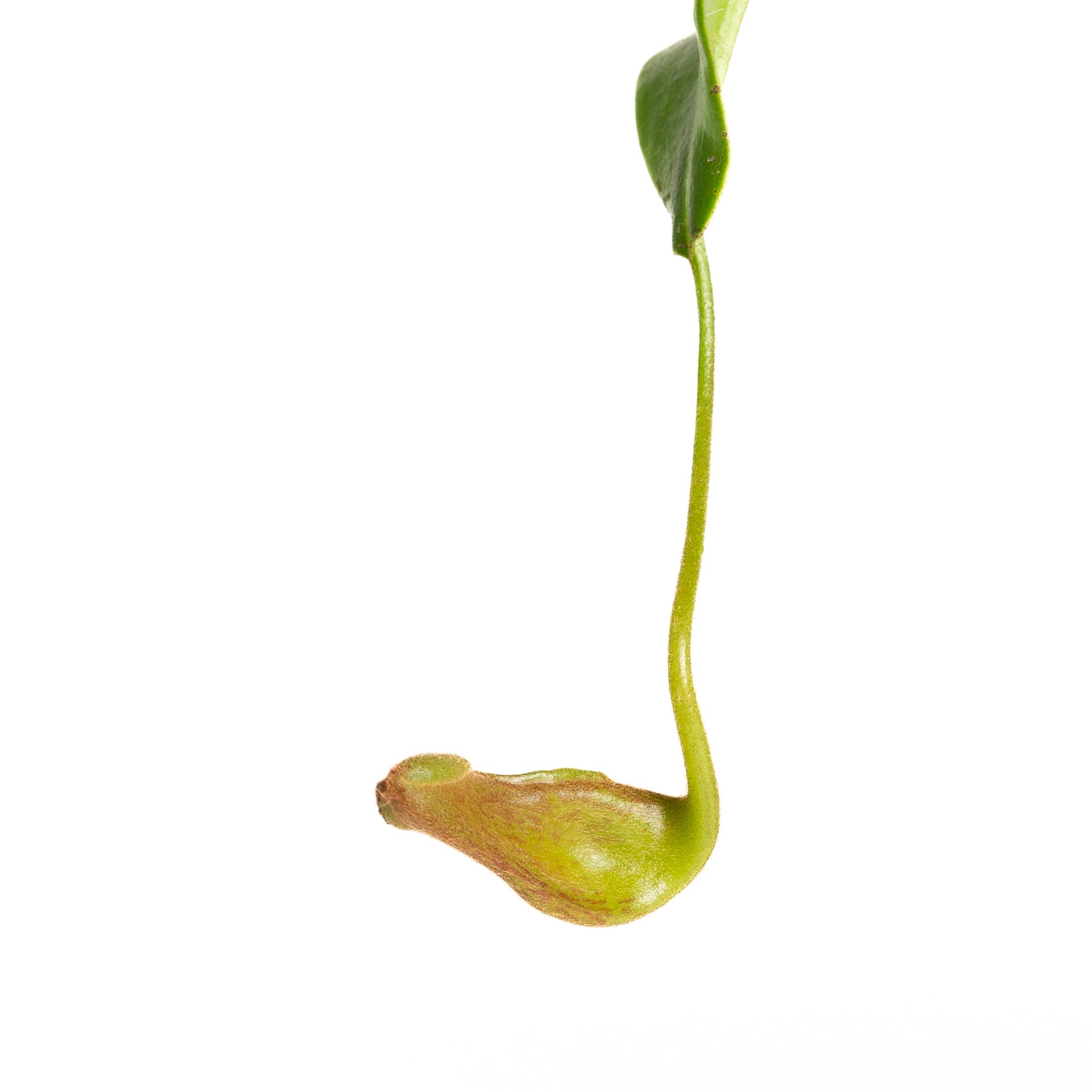 Carnivorous 'Monkey Pitcher' 4" - Urban Sprouts