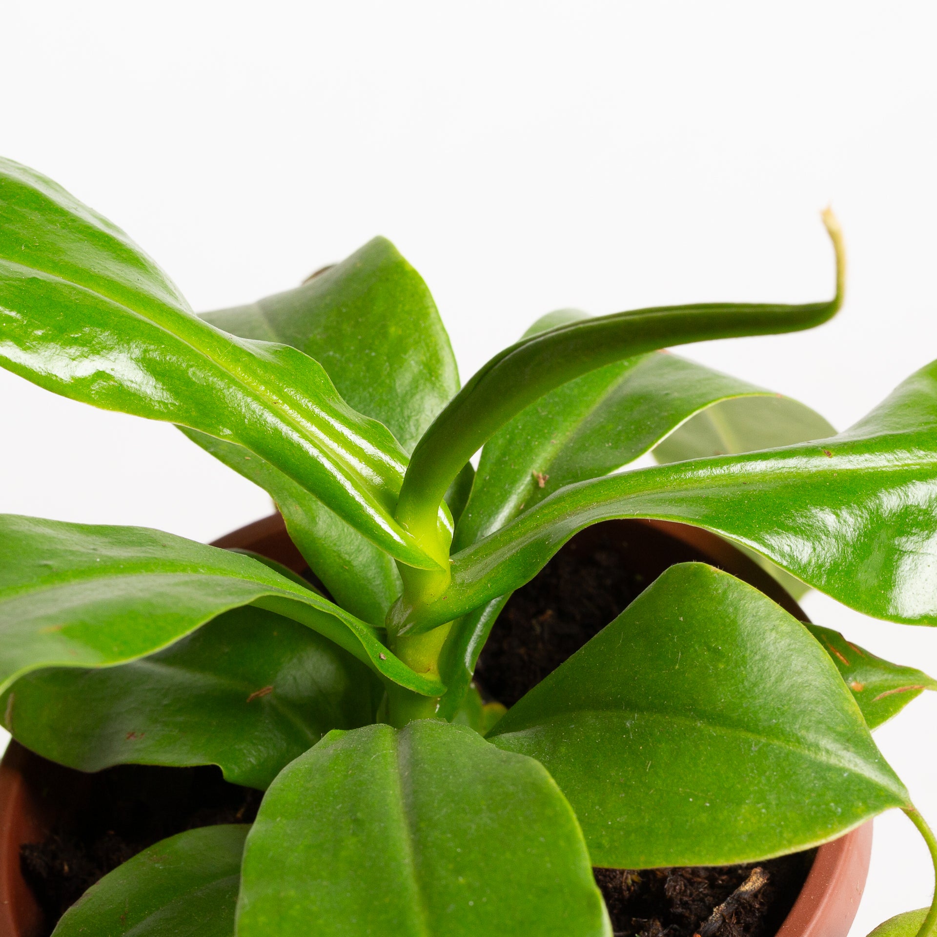 Carnivorous 'Monkey Pitcher' 4" - Urban Sprouts