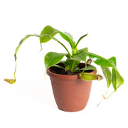 Carnivorous 'Monkey Pitcher' 4" - Urban Sprouts