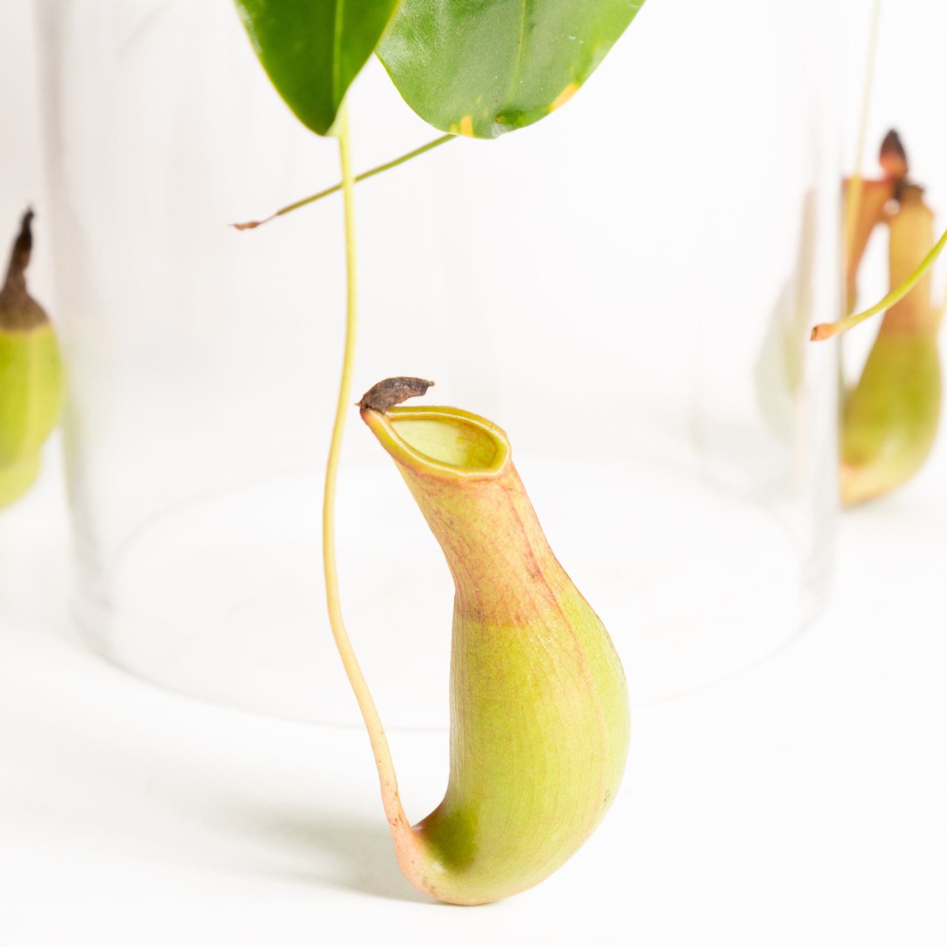 Carnivorous 'Monkey Pitcher' 6