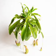 Carnivorous 'Monkey Pitcher' 6" - Urban Sprouts