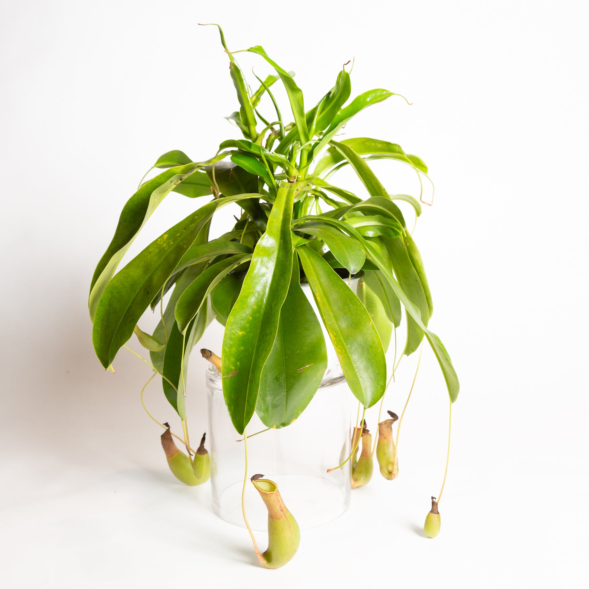 Carnivorous 'Monkey Pitcher' 6" - Urban Sprouts