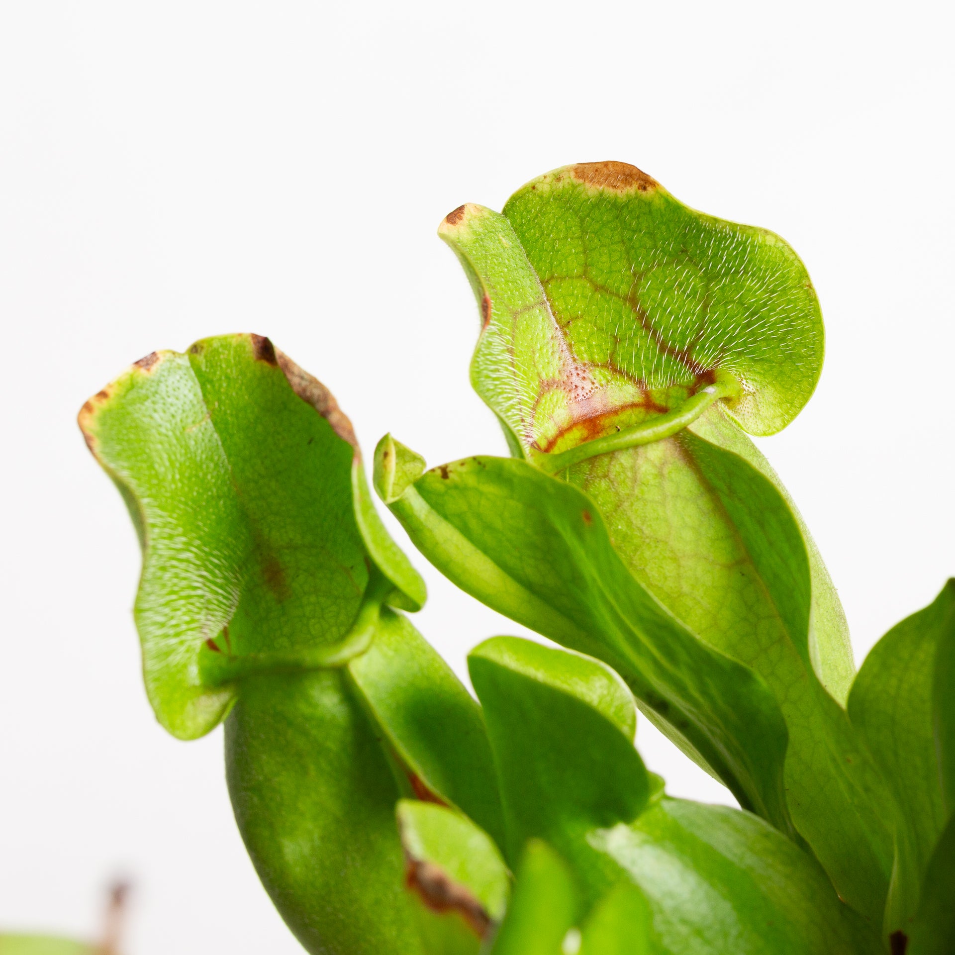 Carnivorous 'Trumpet Pitchers - Purple' 4" - Urban Sprouts