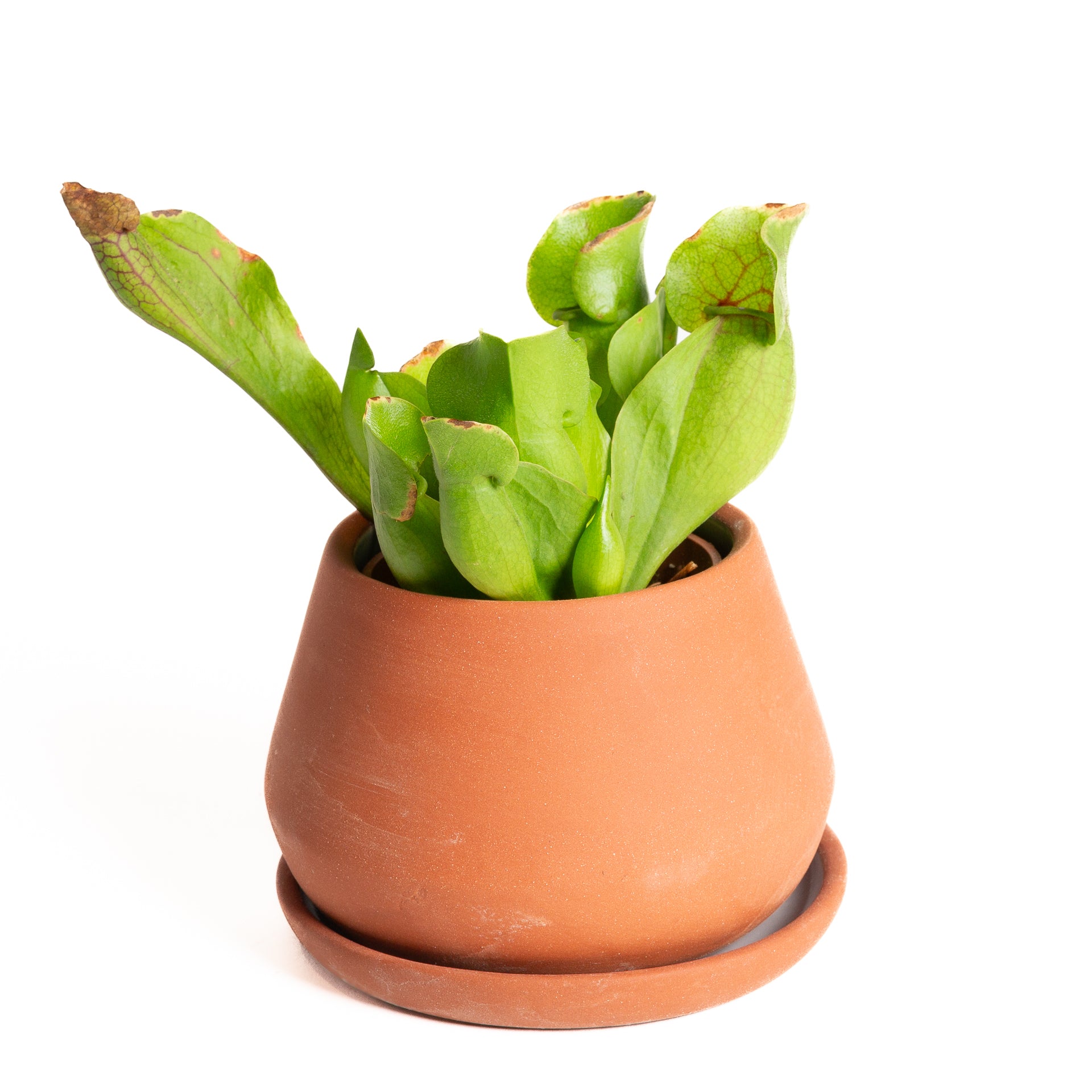 Carnivorous 'Trumpet Pitchers - Purple' 4" - Urban Sprouts