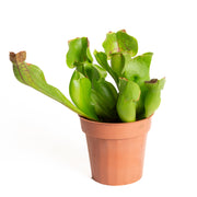 Carnivorous 'Trumpet Pitchers - Purple' 4" - Urban Sprouts