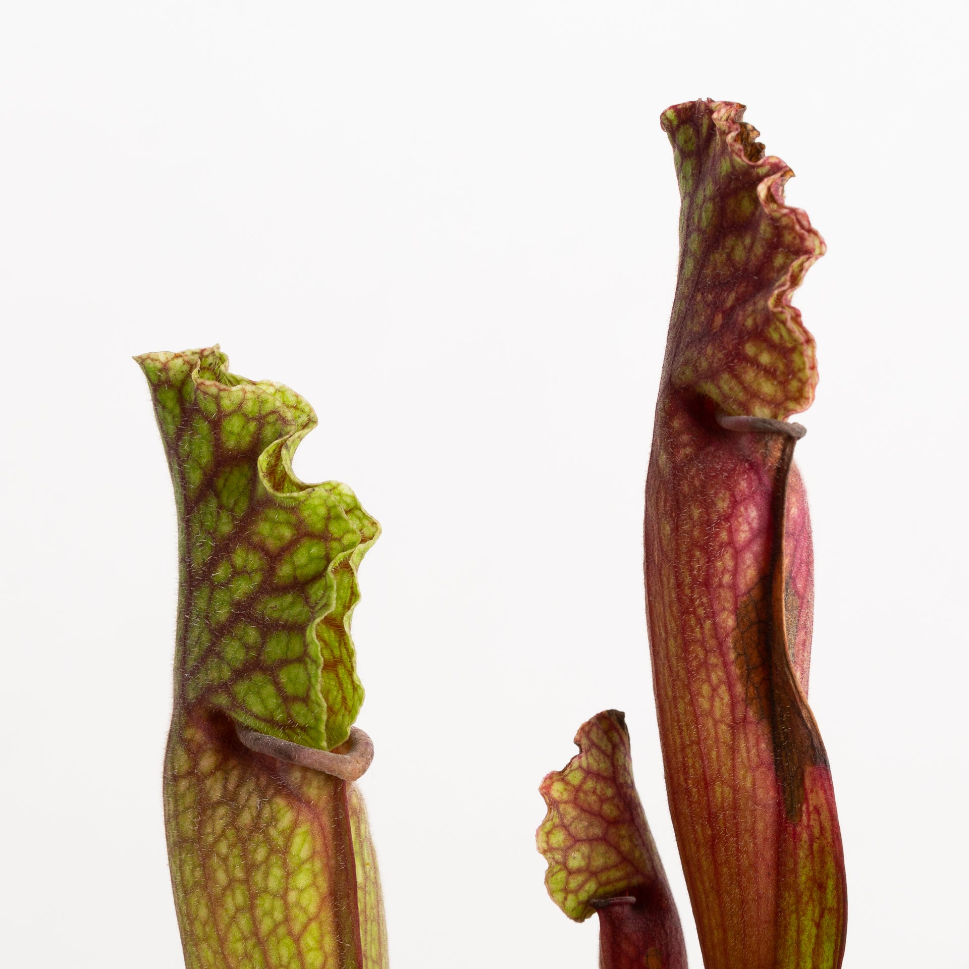 Carnivorous 'Trumpet Pitchers - White Wizard' 4" - Urban Sprouts