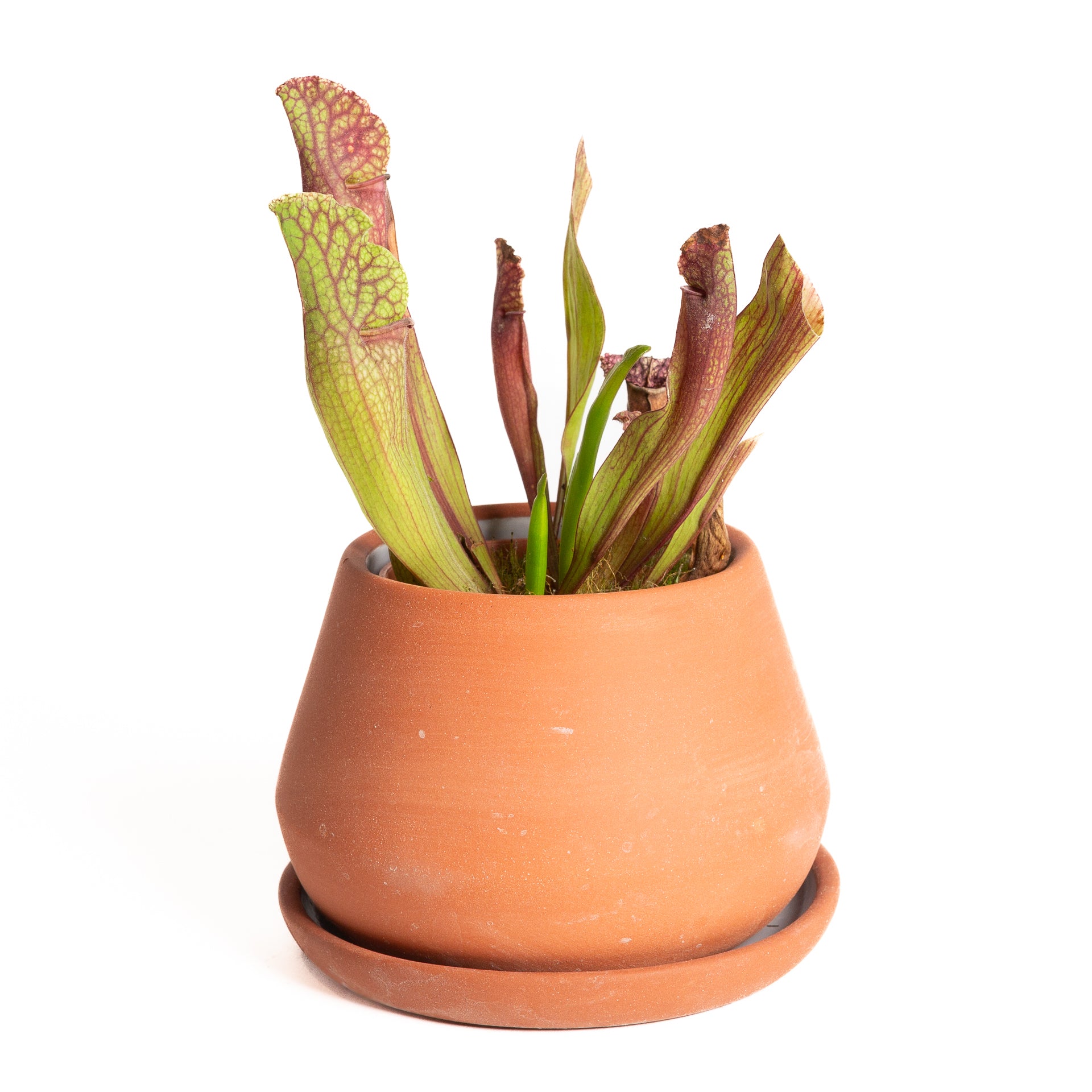 Carnivorous 'Trumpet Pitchers - White Wizard' 4" - Urban Sprouts