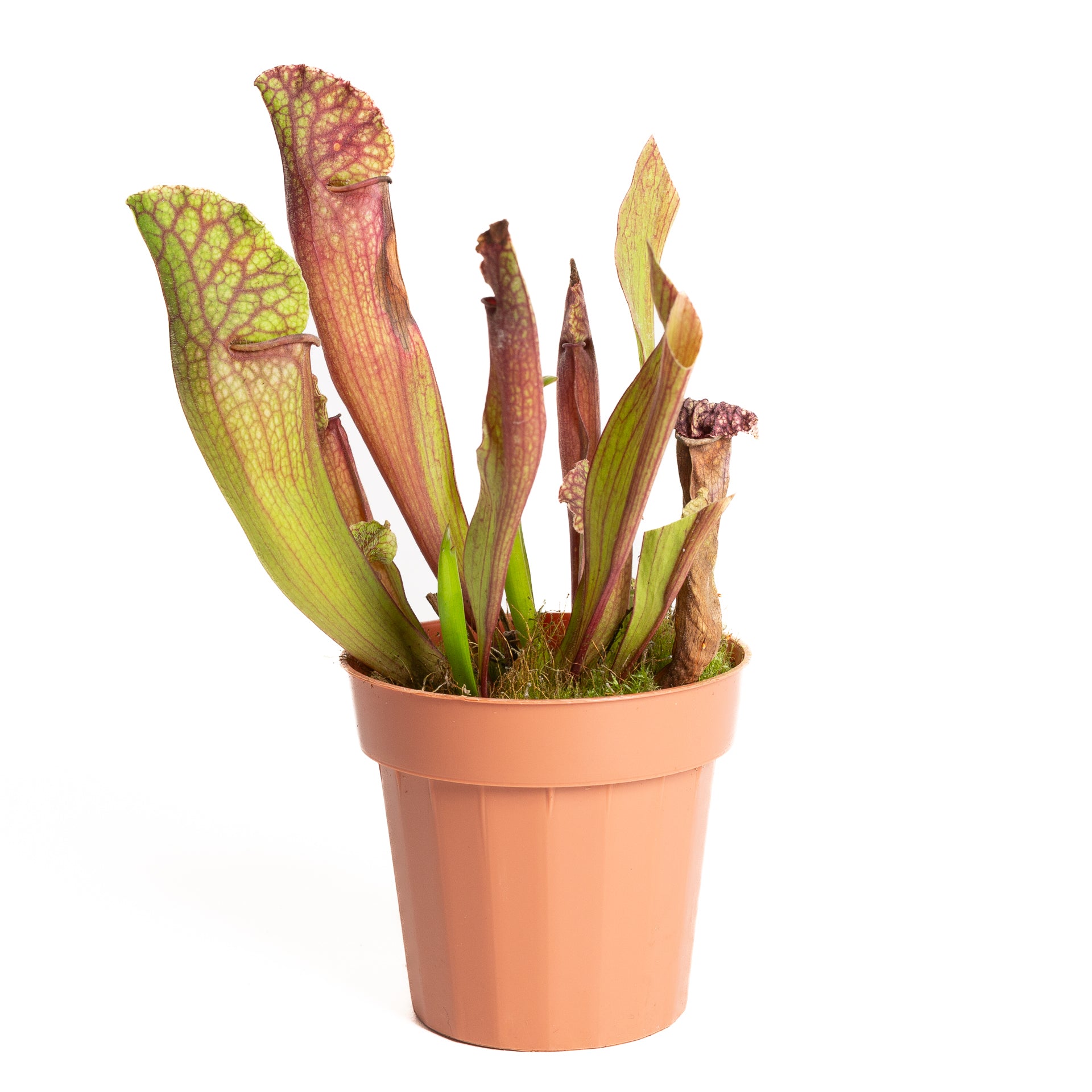 Carnivorous 'Trumpet Pitchers - White Wizard' 4" - Urban Sprouts
