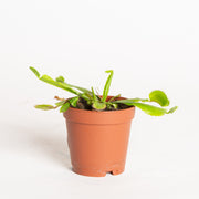 Carnivorous 'Venus Flytrap - Red Mouth' 2" - Urban Sprouts