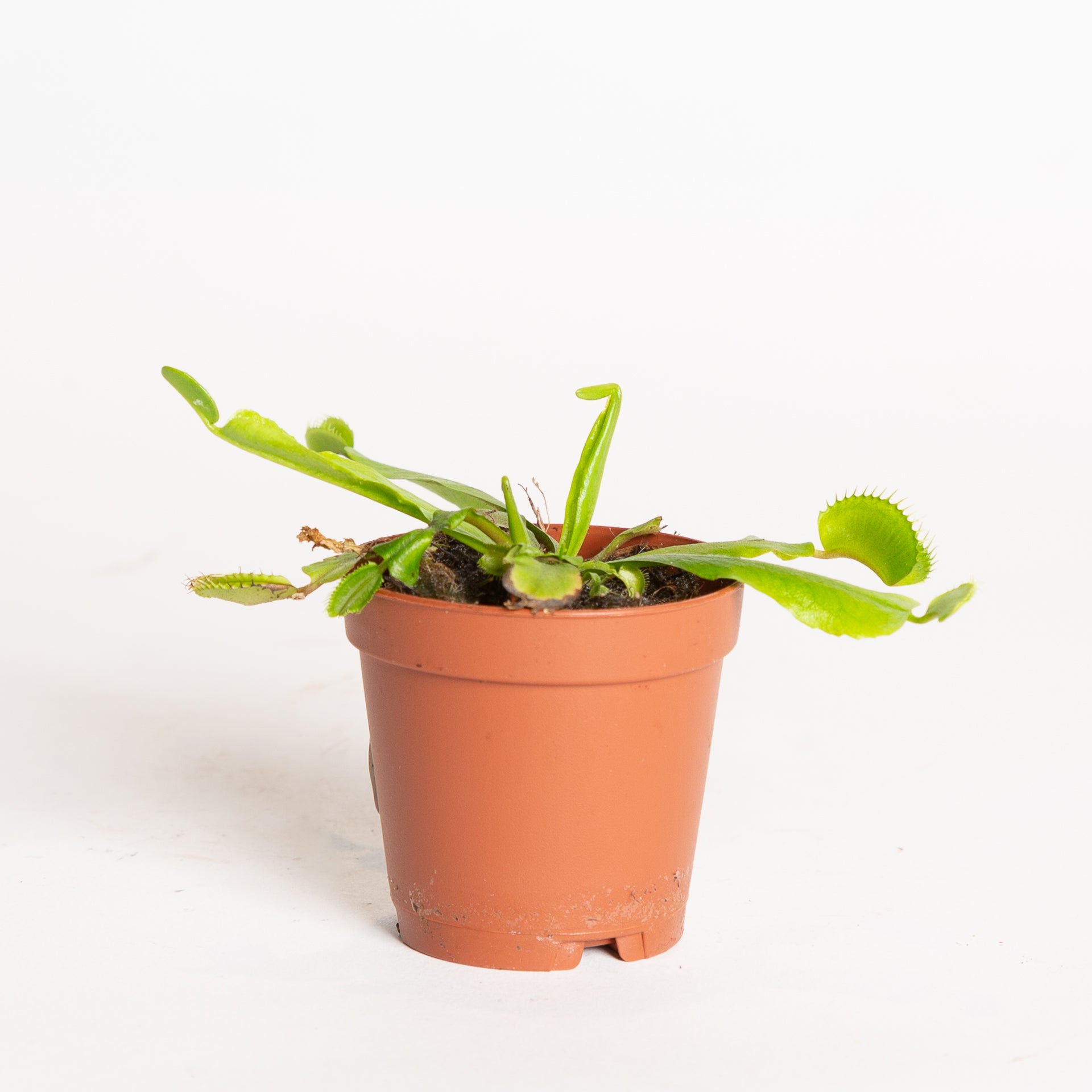 Carnivorous 'Venus Flytrap - Red Mouth' 2" - Urban Sprouts