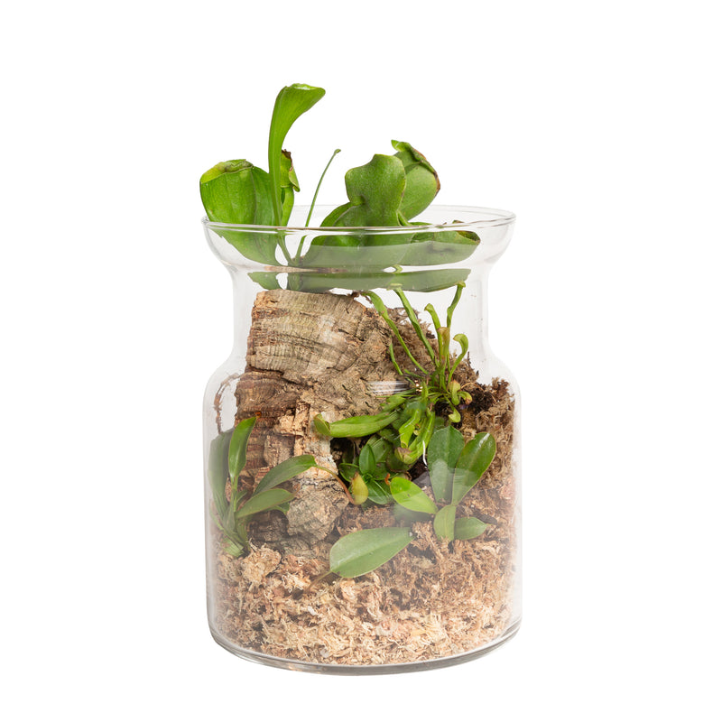 4/5 @ 6:00 Carnivorous Terrarium Workshop