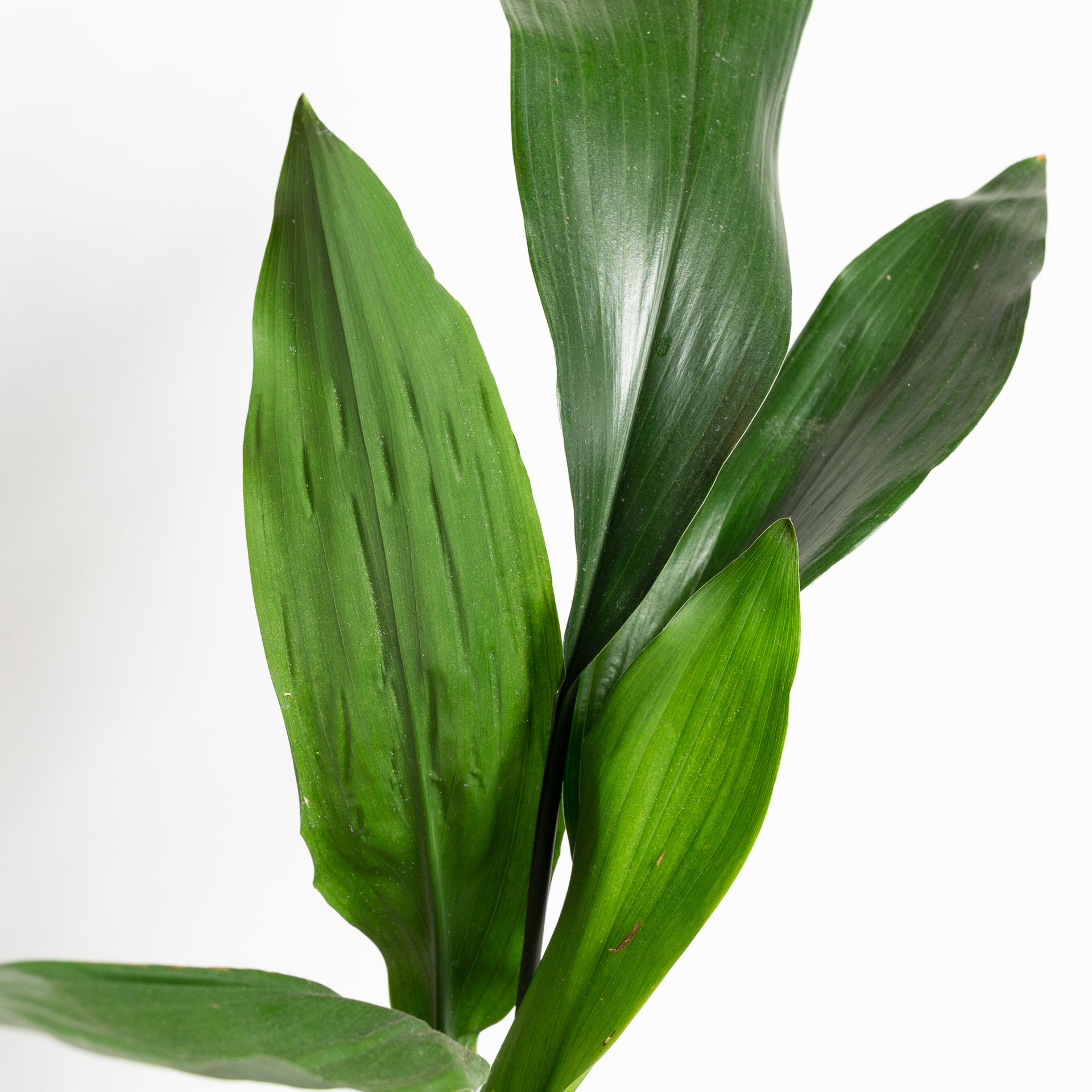 Cast Iron 8" - Urban Sprouts