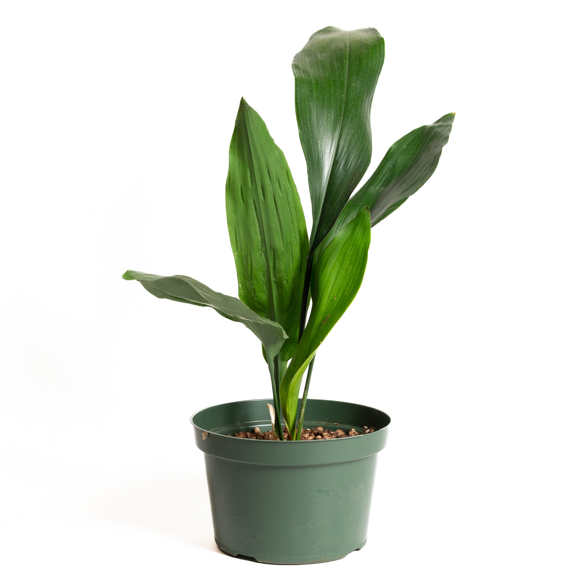 Cast Iron 8" - Urban Sprouts