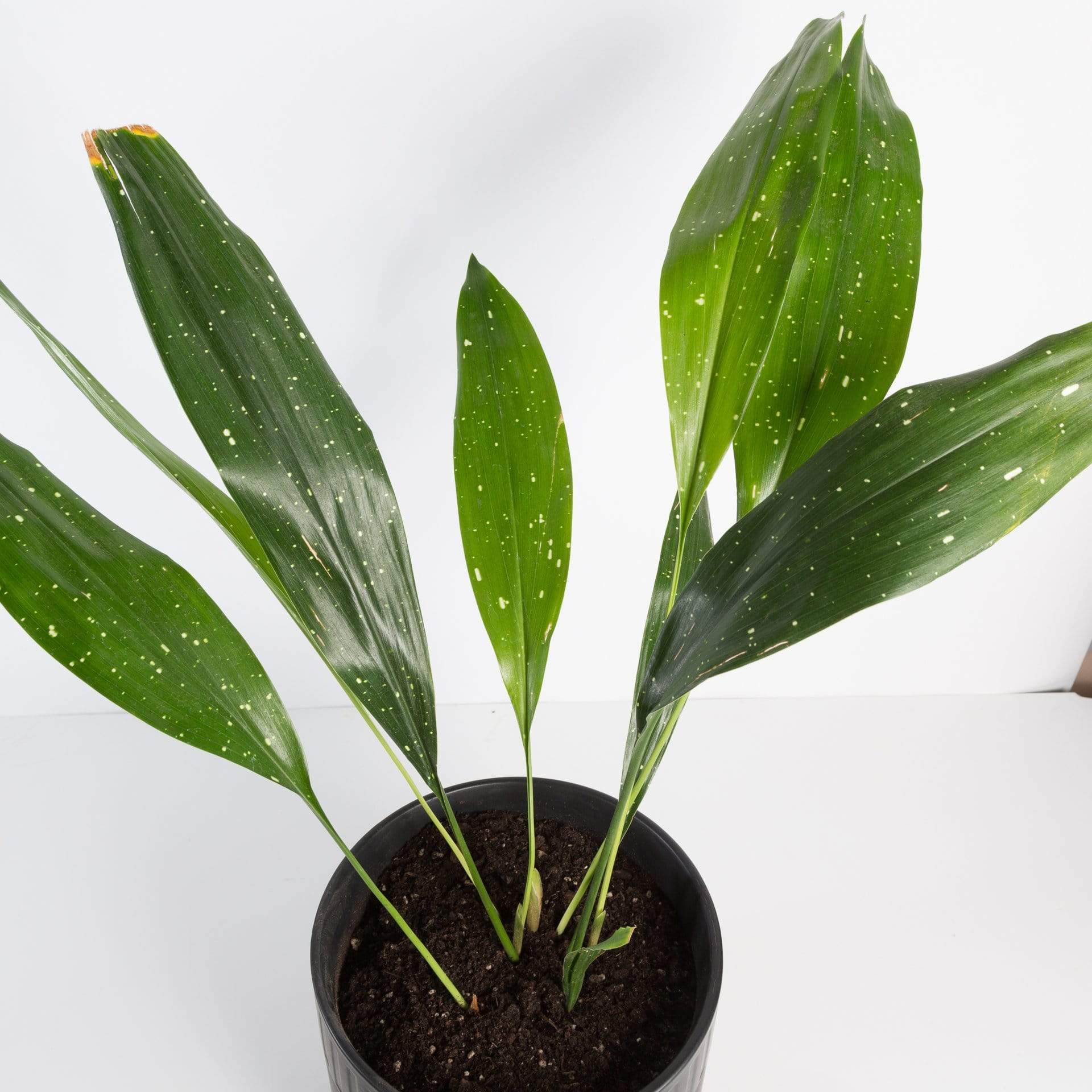 Urban Sprouts Plant Cast Iron Plant 'Milky Way'